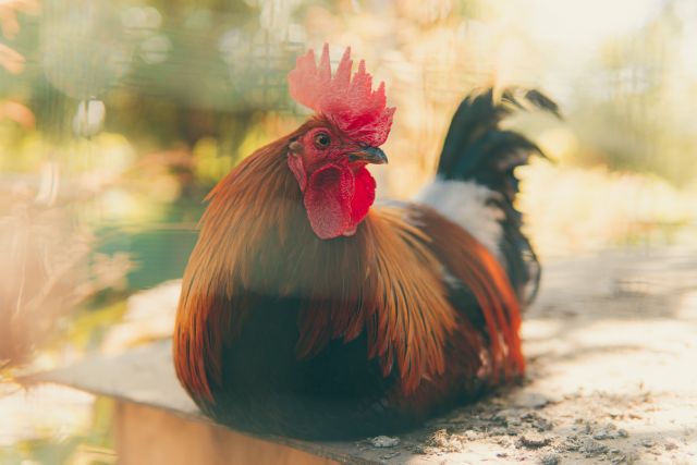 grippe aviaire 